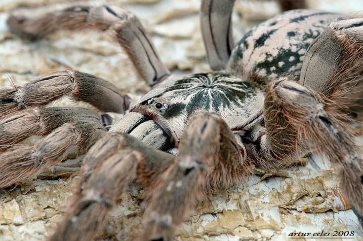 14982 testia tarantula feeding