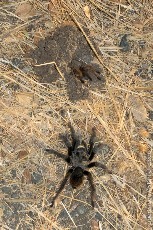 14982 testia tarantula handling