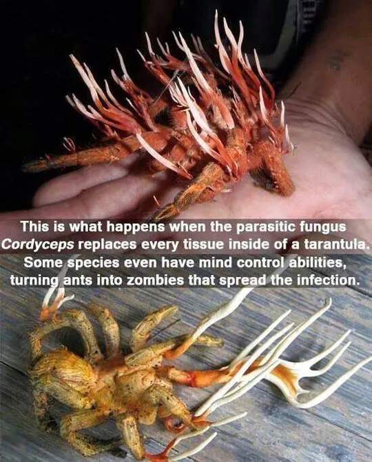 14983 hissing tarantula