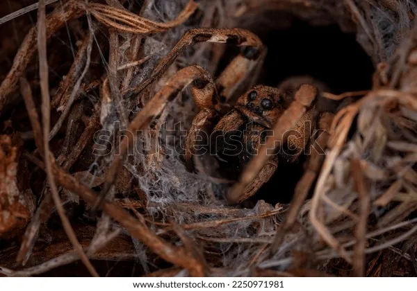 14983 tarantula stridulation