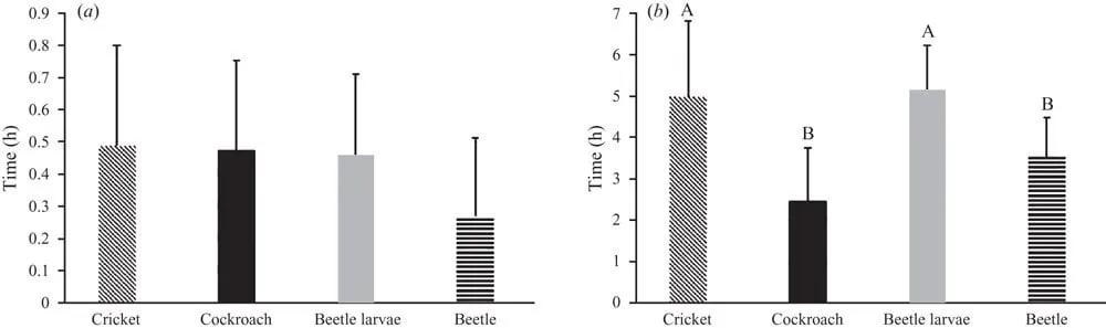14985 cricket tarantula food