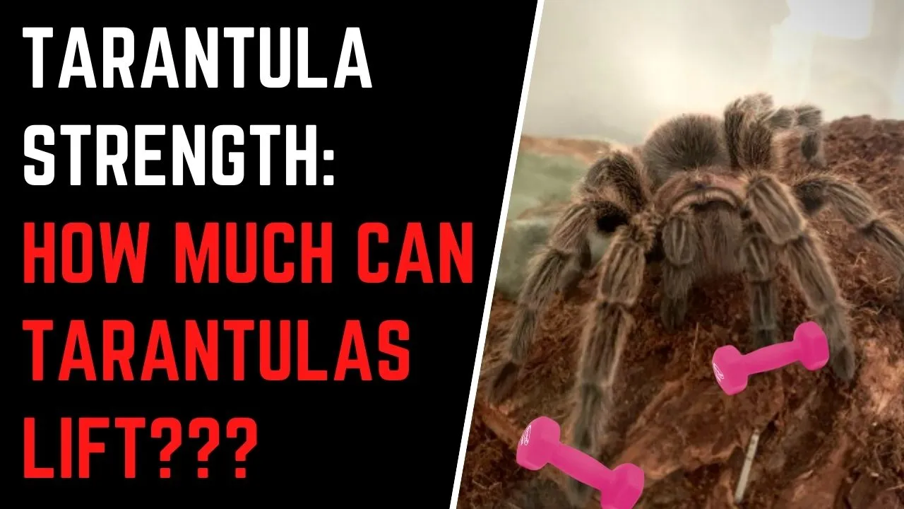 14985 lizard tarantula prey