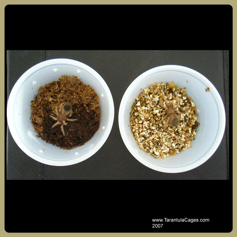 14985 roach tarantula meal
