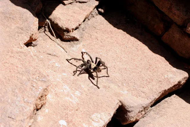 14986 tarantula spotting zion