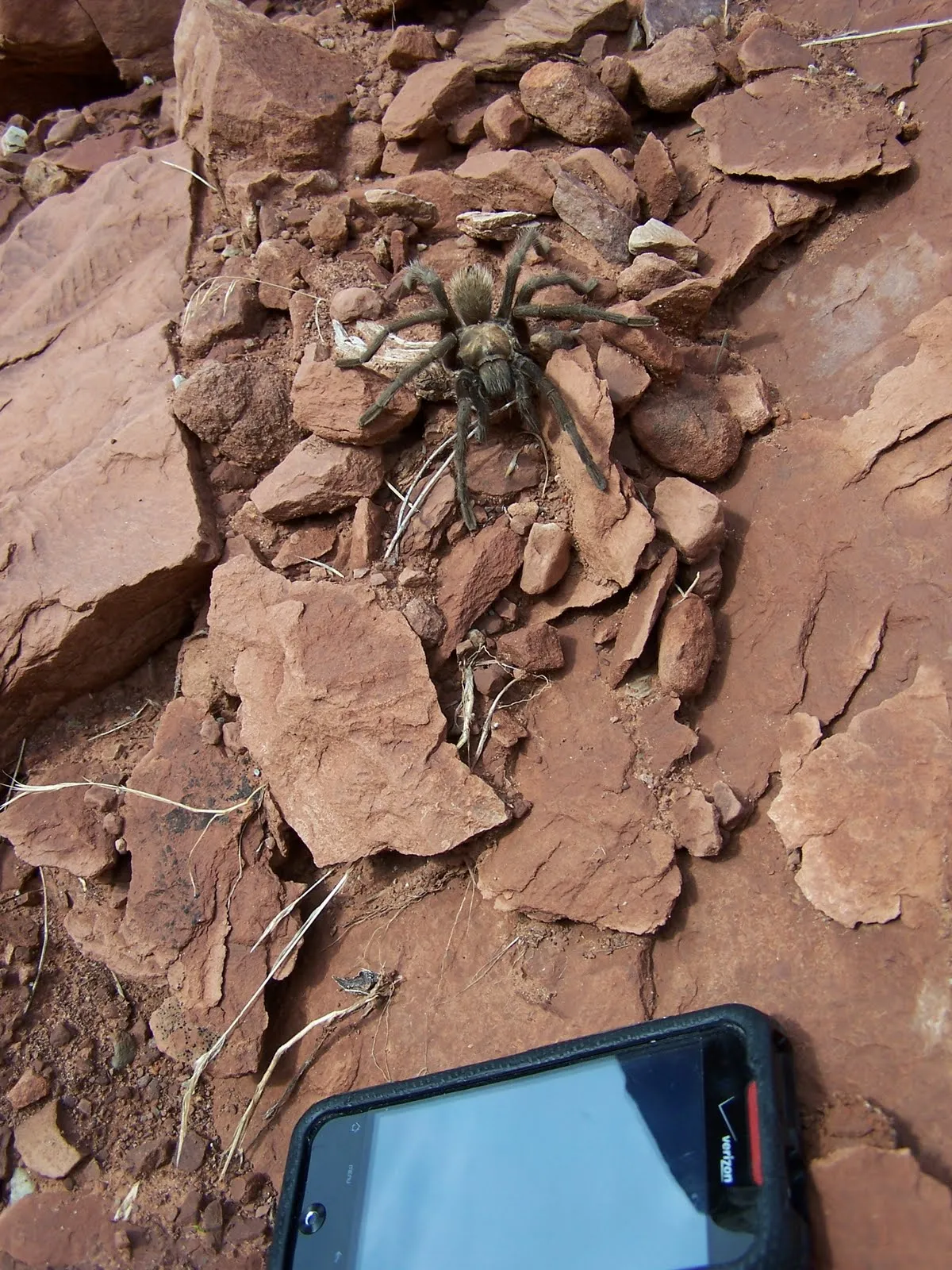 14986 zion national park tarantula behavior