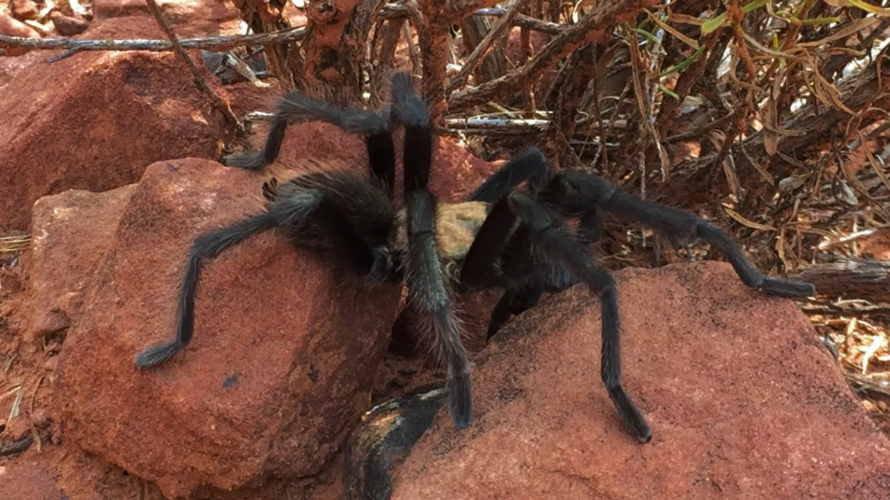 /img/14986-zion-national-park-tarantula-conservation.webp