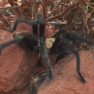 /img/14986-zion-national-park-tarantula-conservation.webp