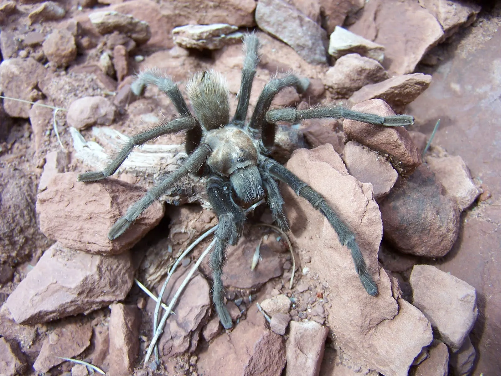 14986 zion national park tarantula fact