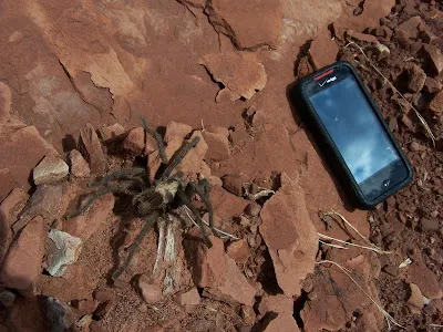 14986 zion national park tarantula safety