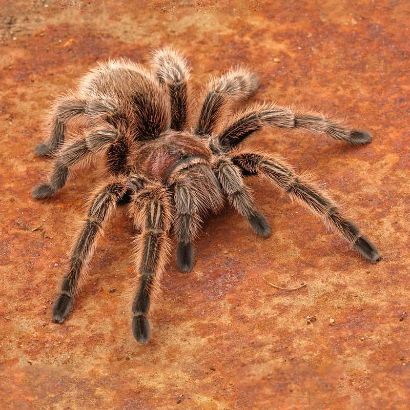 14987 rose hair tarantula eating