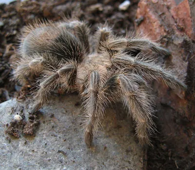 14987 rose hair tarantula healthy