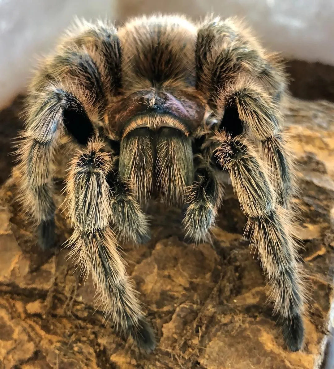 14987 rose hair tarantula hide