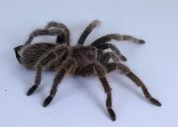 14987 tarantula molting environment