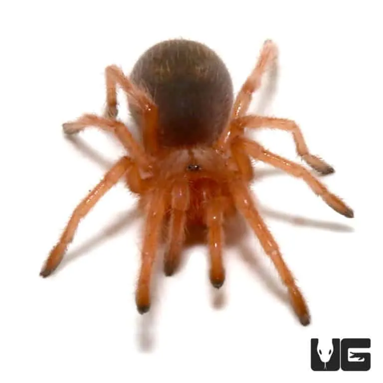 14987 tarantula molting process