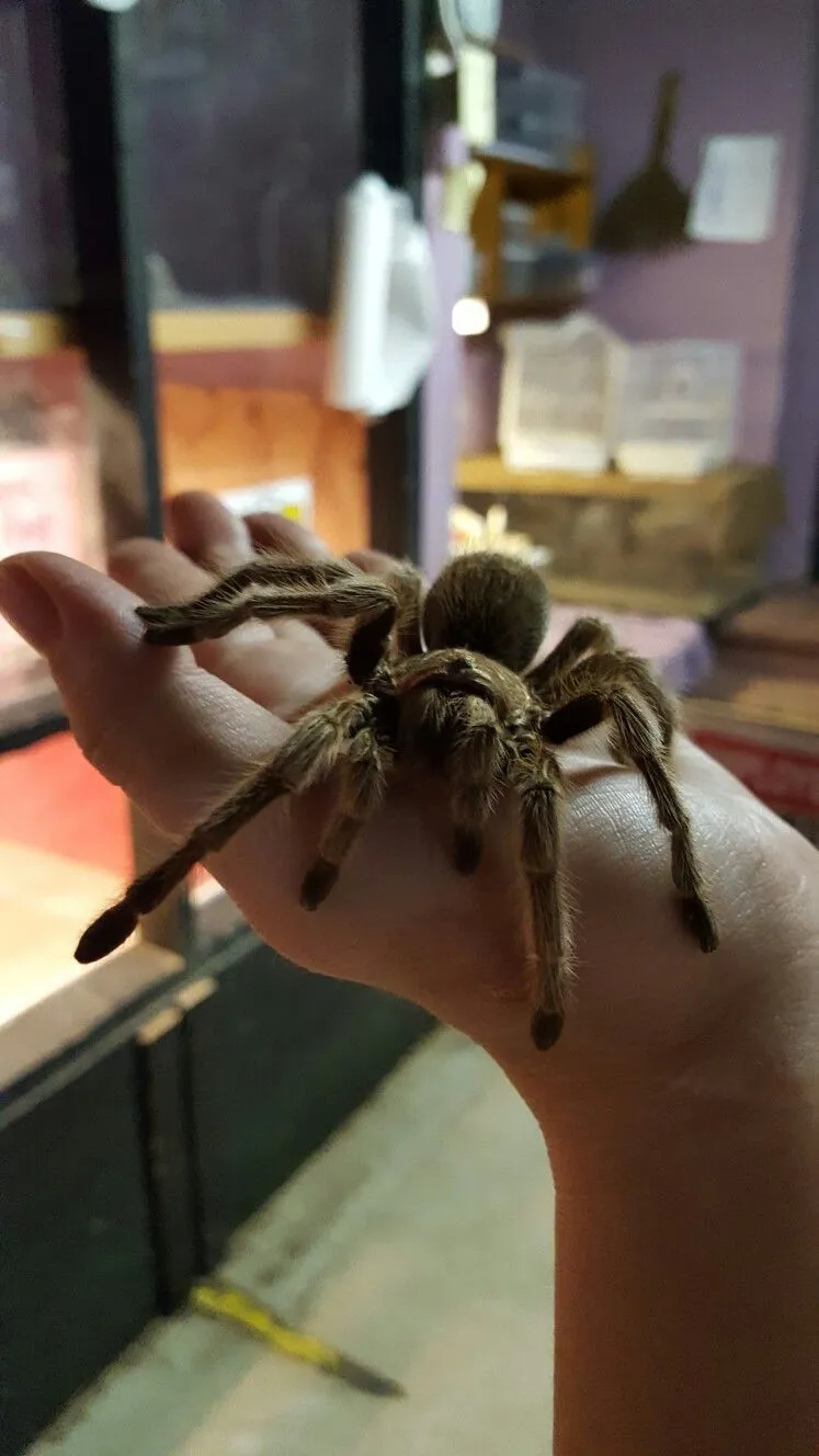 /img/14987-tarantula-stuck-molt.webp