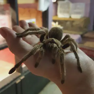 /img/14987-tarantula-stuck-molt.webp