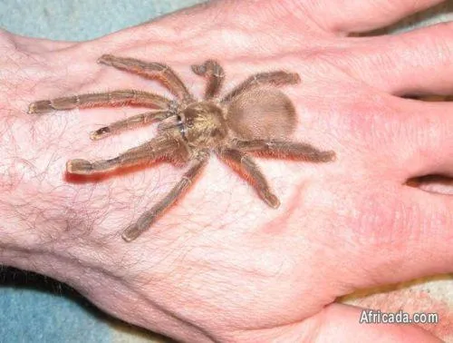 14988 pygmy tarantula behavior