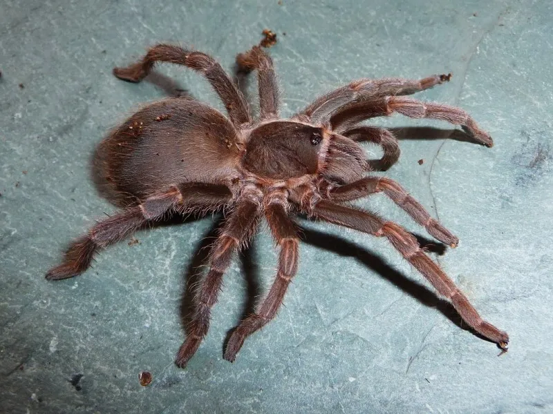 14988 pygmy tarantula feeding