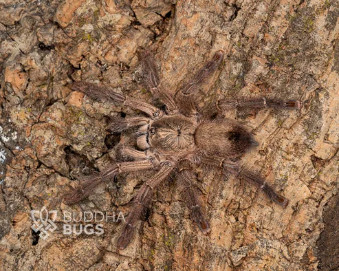/img/14988-pygmy-tarantula-handling.webp