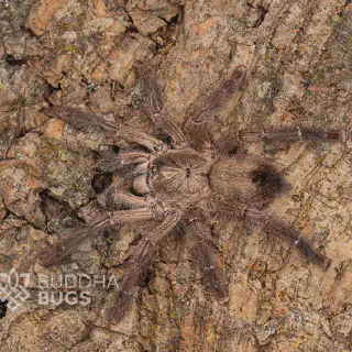 /img/14988-pygmy-tarantula-handling.webp