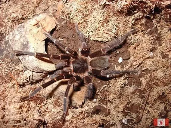 14988 pygmy tarantula threats