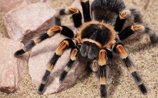 14995 female tarantula