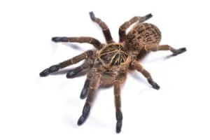 /img/14995-healthy-tarantula.webp