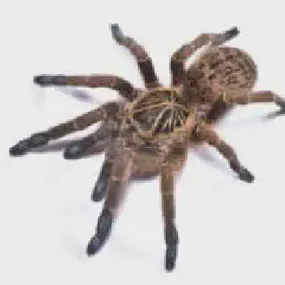 /img/14995-healthy-tarantula.webp