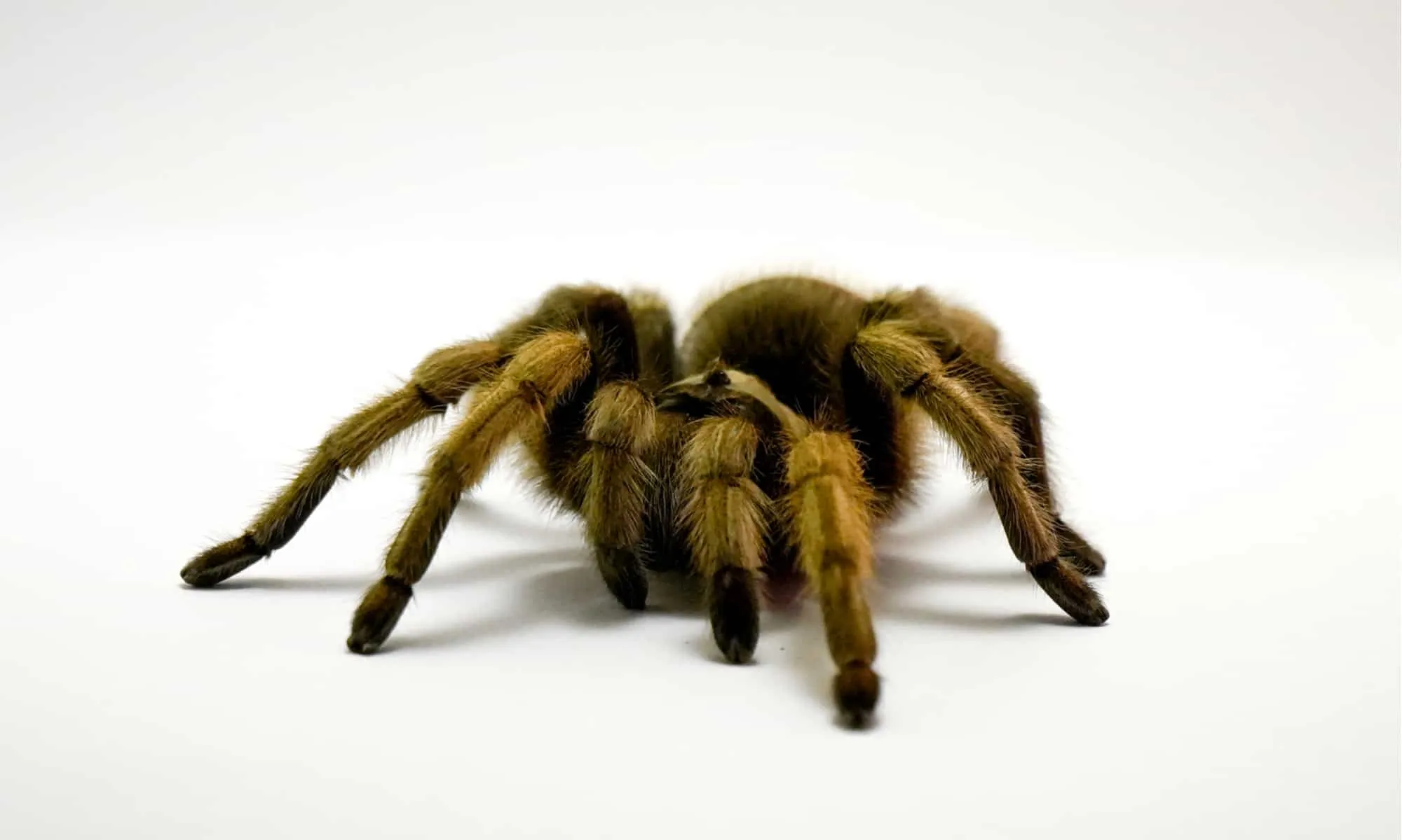 14995 tarantula enclosure