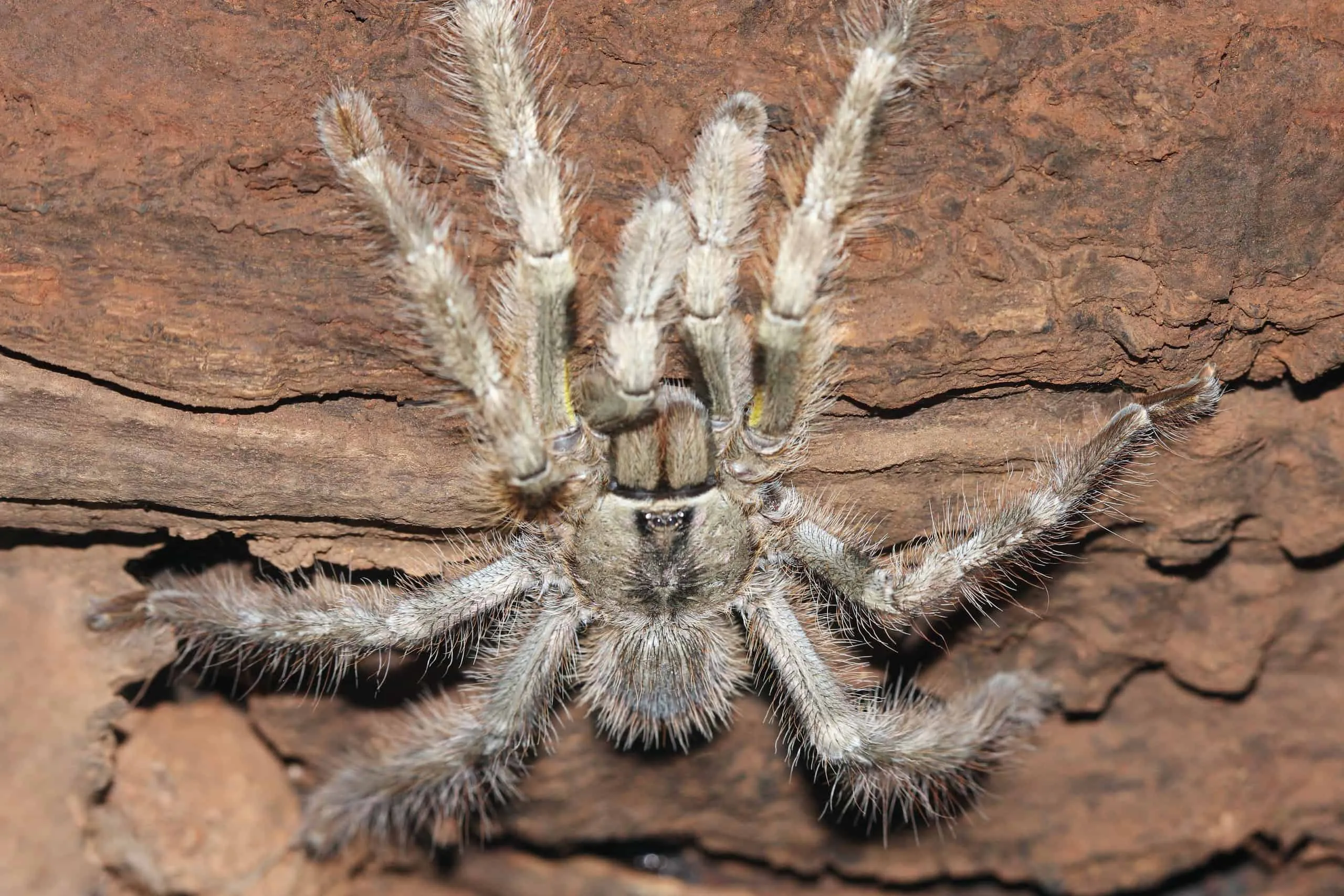 14995 tarantula feeding