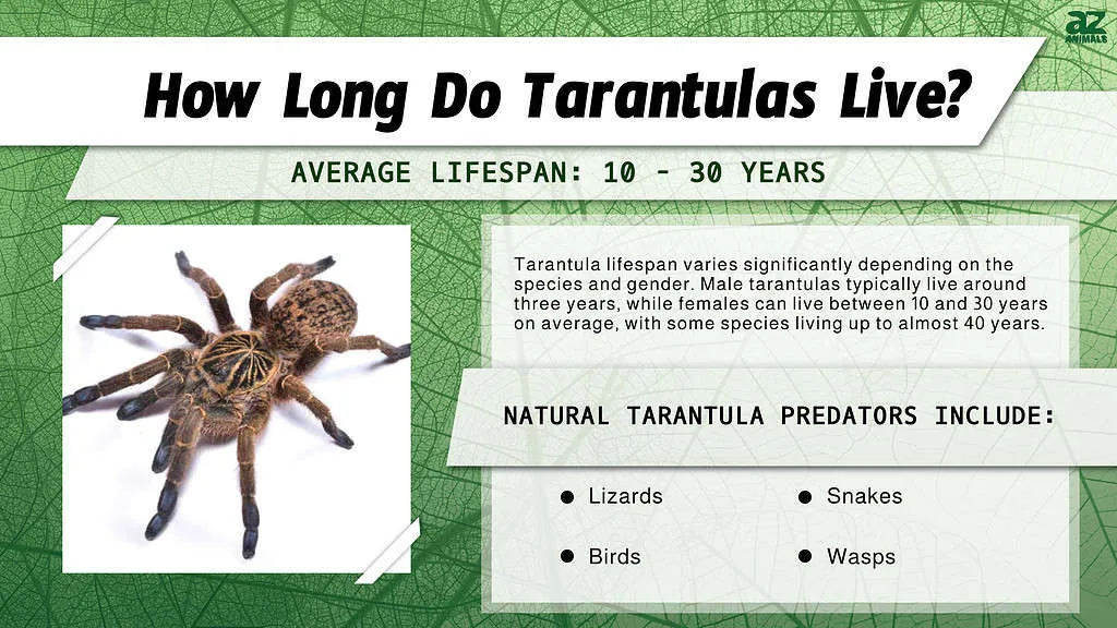 14995 tarantula molting
