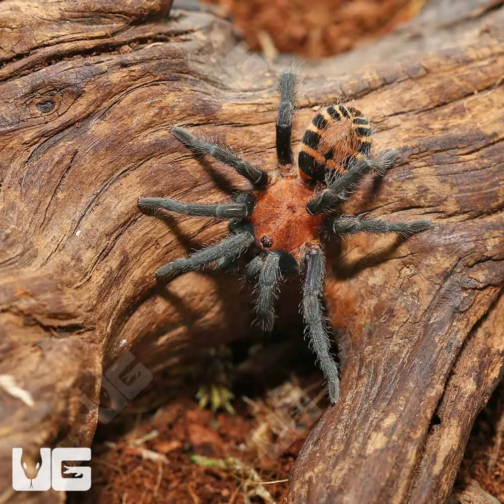 14996 suntiger tarantula breeding