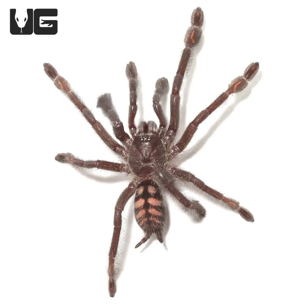 14996 suntiger tarantula enclosure