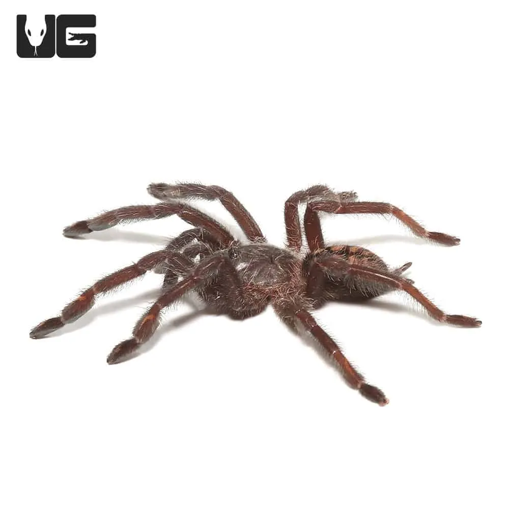 14996 suntiger tarantula feeding