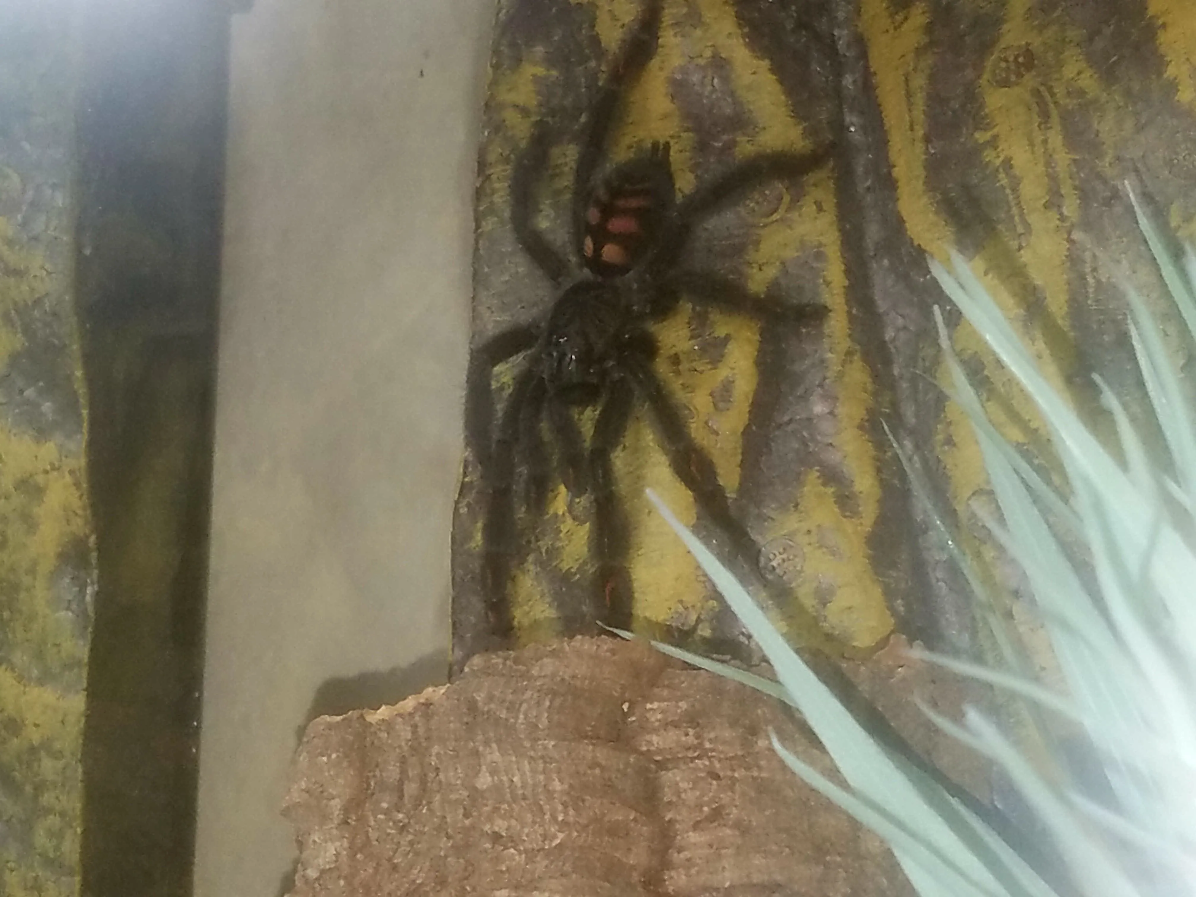 14996 suntiger tarantula habitat
