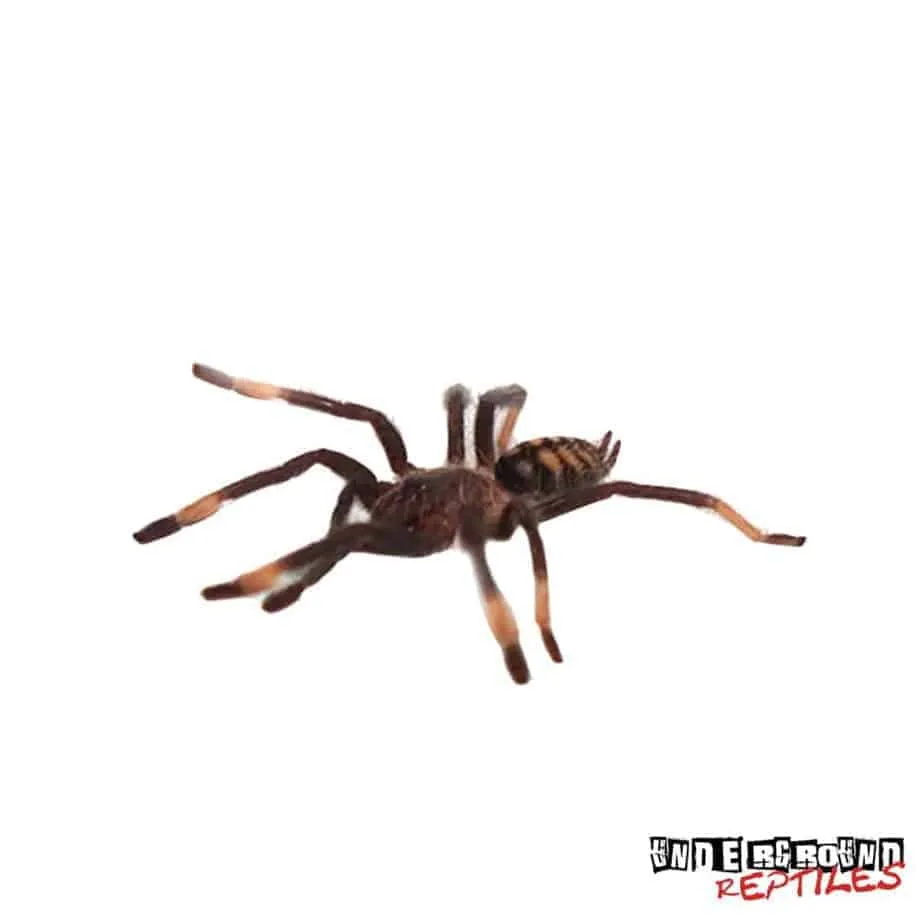 14996 suntiger tarantula handling