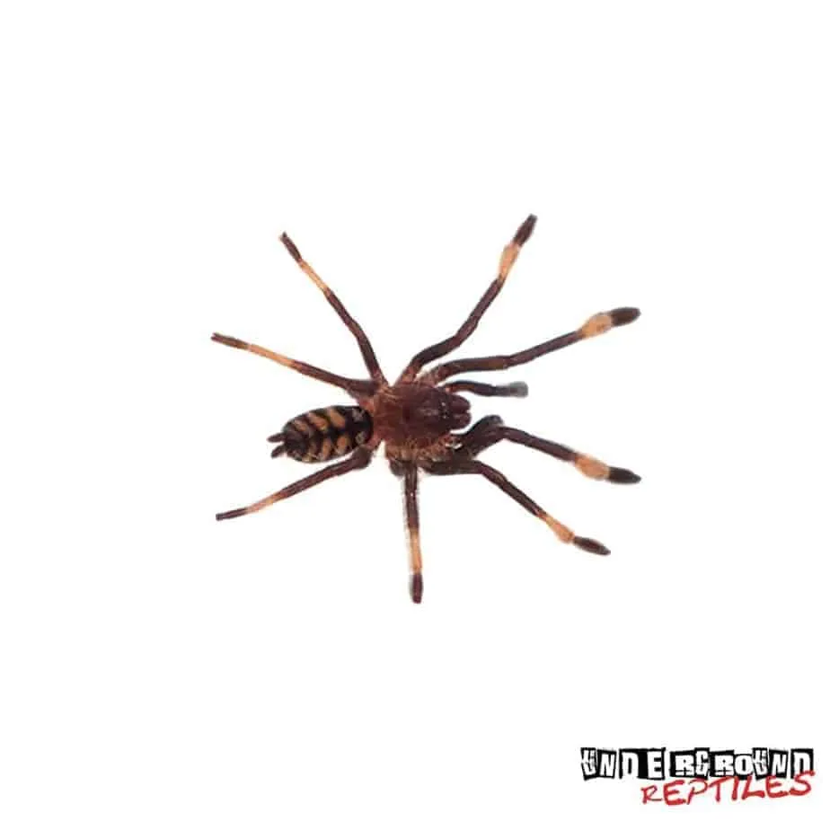 14996 suntiger tarantula molting