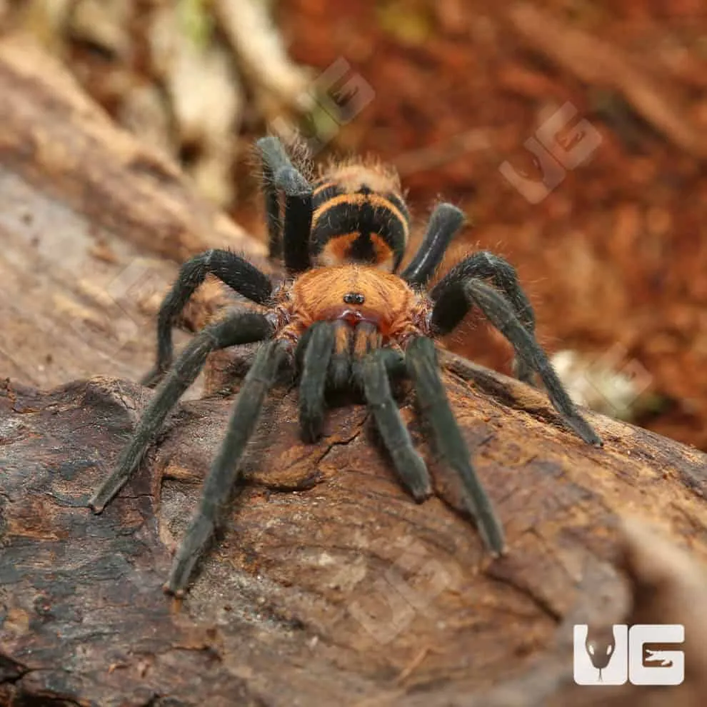 /img/14996-suntiger-tarantula-spiderling.webp