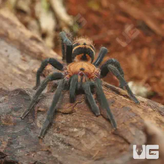 /img/14996-suntiger-tarantula-spiderling.webp