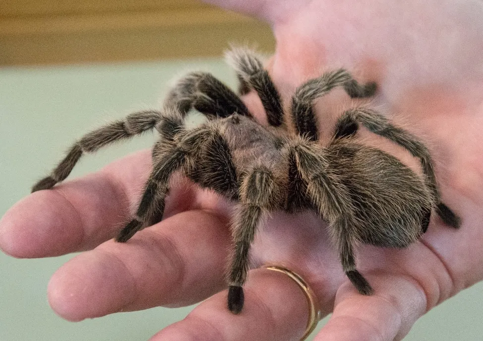 14997 cleaning tarantula enclosure