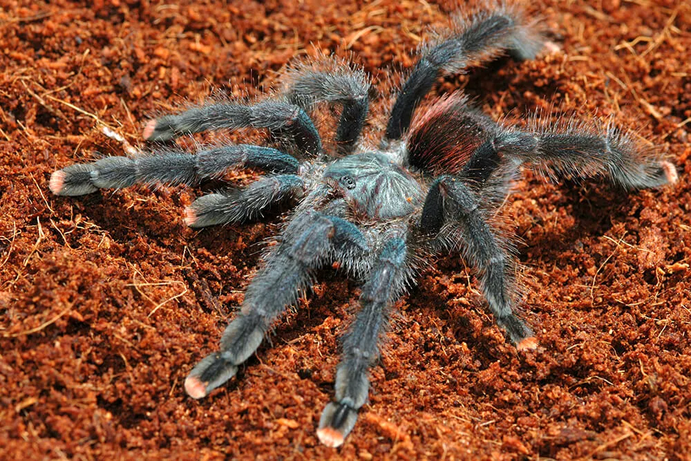 14997 handling tarantula