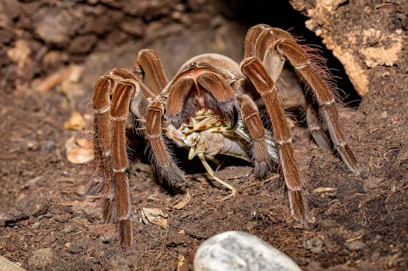 /img/14997-healthy-tarantula.webp