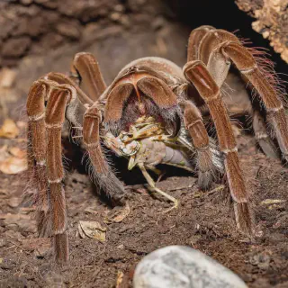 /img/14997-healthy-tarantula.webp