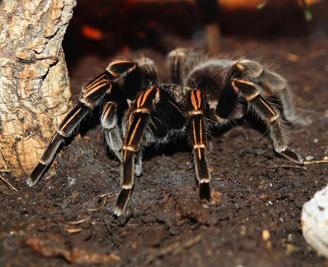 14997 tarantula feeder insects