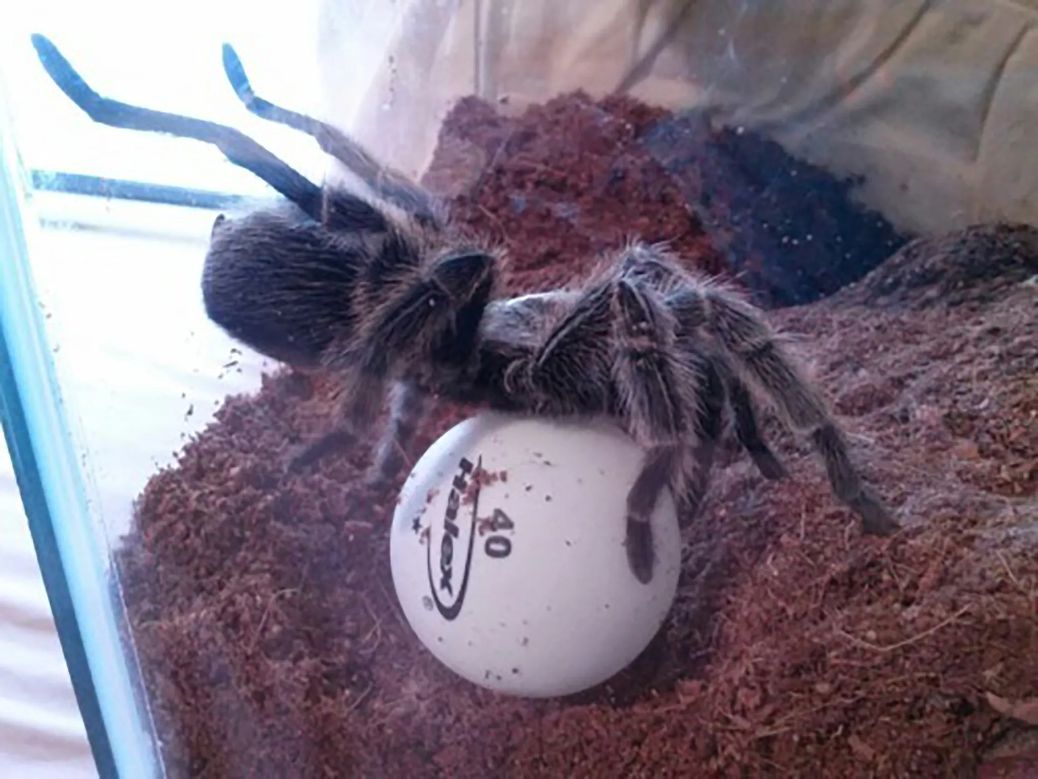 14997 tarantula water dish