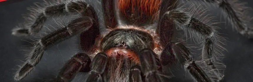 /img/14998-beginner-tarantula.webp