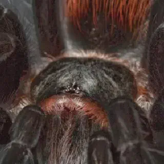 /img/14998-beginner-tarantula.webp