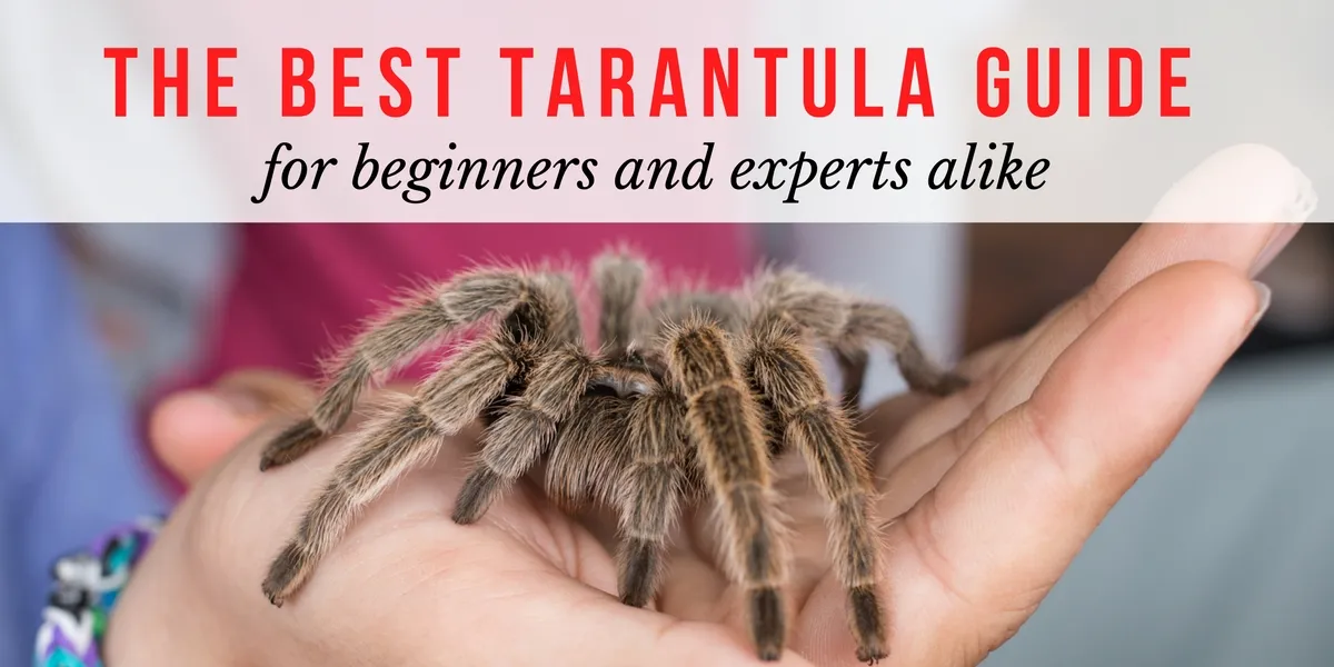 14998 choosing tarantula