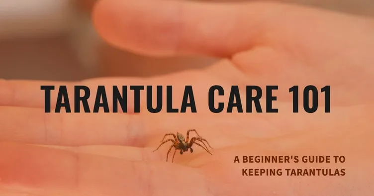 14998 handling tarantula