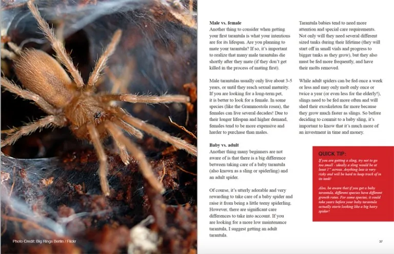 14998 tarantula molting
